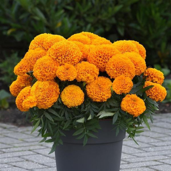 Samtenes lielās TAISHAN H Orange , Samteņu sēklas