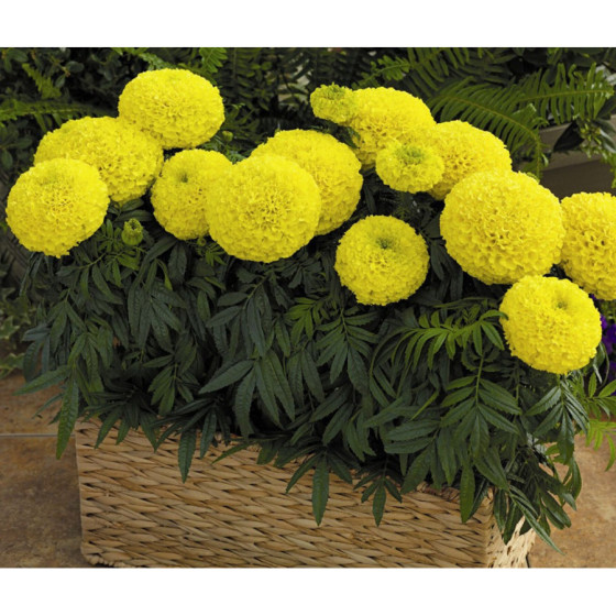 Samtenes lielās TAISHAN H YELLOW , Samteņu sēklas