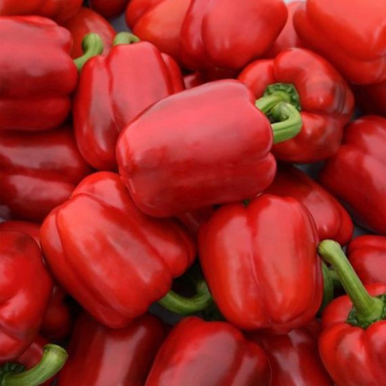 Paprika Jupiter 50s