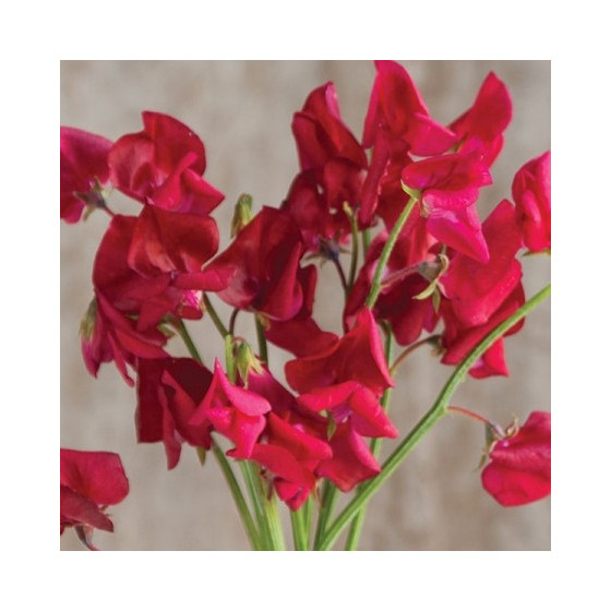 Puķuzirņi Elegance Scarlet, Puķuzirņi, Puķuzirņu sēklas