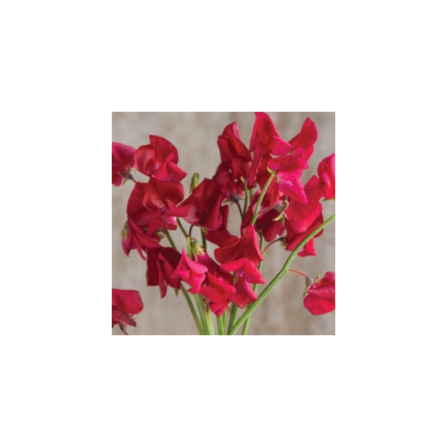 Puķuzirņi Elegance Scarlet, Puķuzirņi, Puķuzirņu sēklas