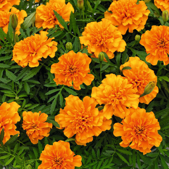 Samtenes Little Hero Orange, Samteņu sēklas