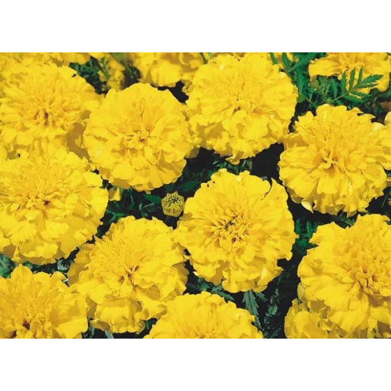 Samtenes Little Hero Yellow, Samteņu sēklas