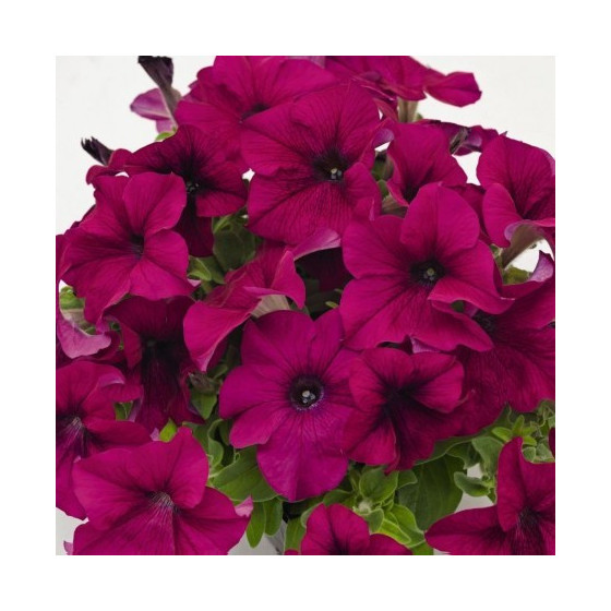 Petunia SUCCESS! 360 Purple, petūniju sēklas, petūnijas sēklas