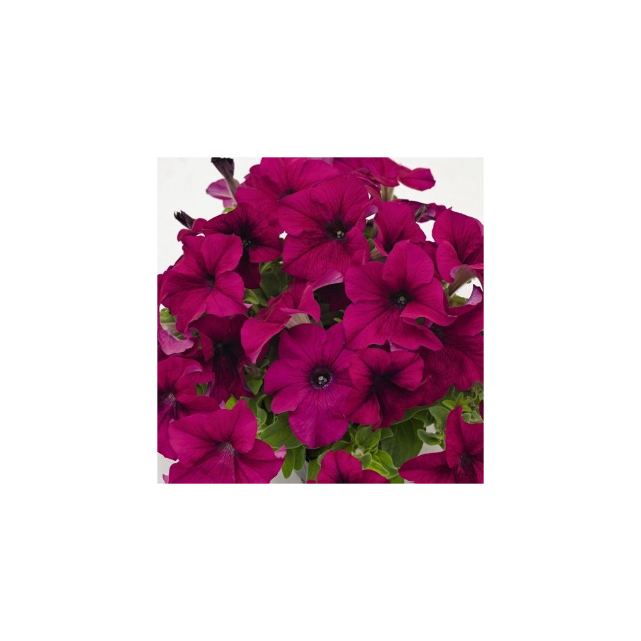 Petunia SUCCESS! 360 Purple, petūniju sēklas, petūnijas sēklas