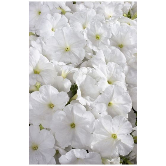 Petūnijas Celebrity White, Petūniju sēklas