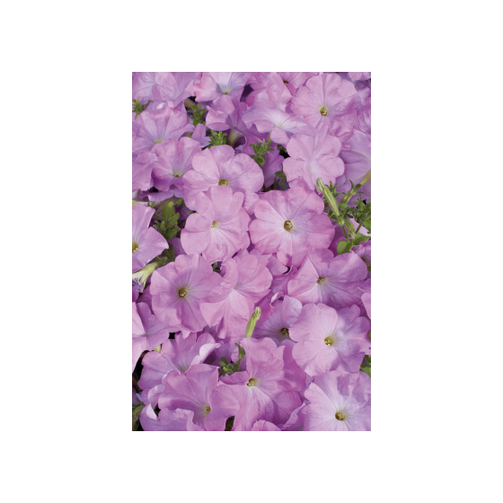 Petūnijas Celebrity Lilac, Petūniju sēklas