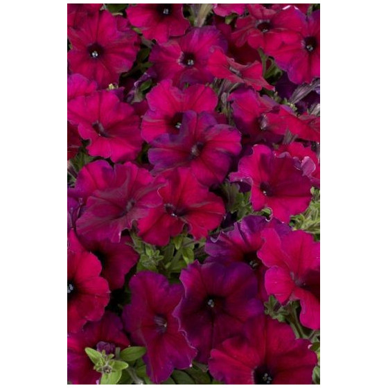 Petūnijas Celebrity Burgundy, Petūniju sēklas