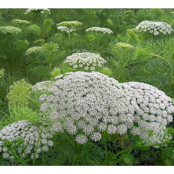 Savvaļas burkāni, Savvaļas burkānu sēklas, Zobu ammija, Ammi visnaga