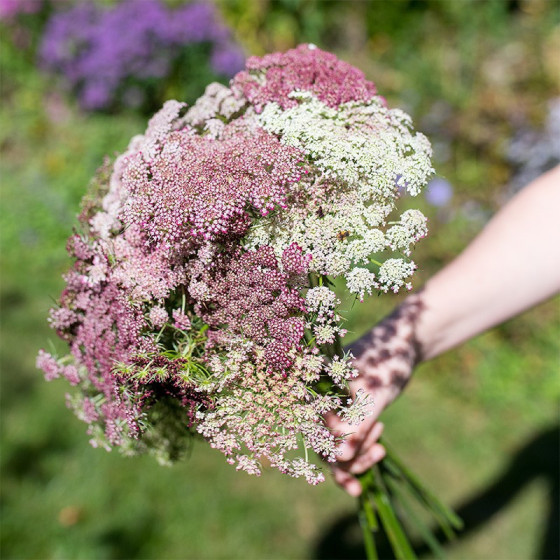 Savvaļas burkāni, Savvaļas burkānu sēklas
