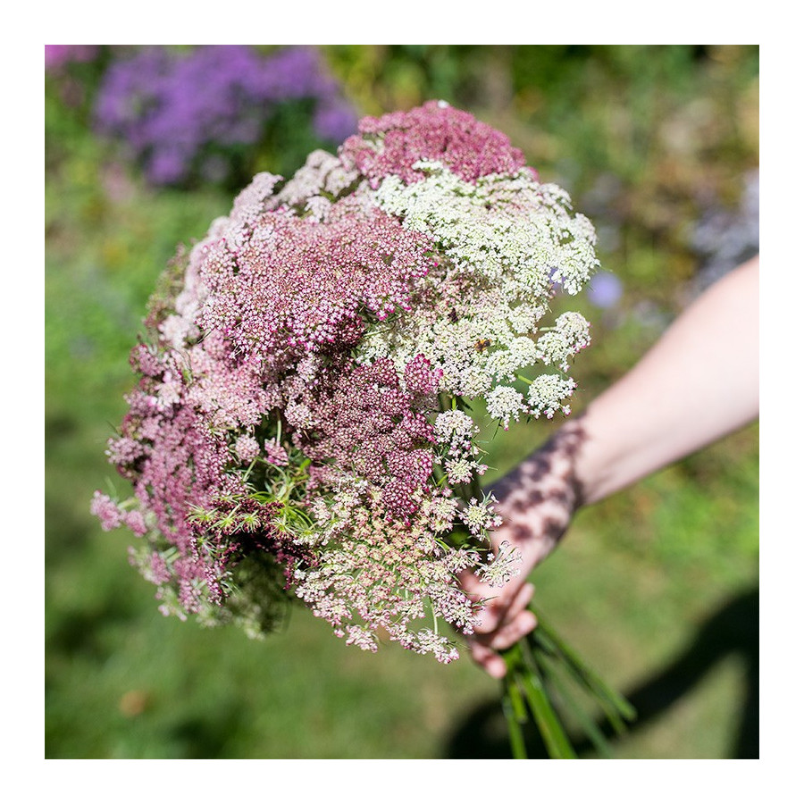 Savvaļas burkāni, Savvaļas burkānu sēklas