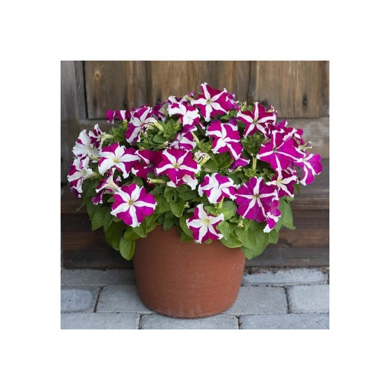 Petunia SUCCESS!® HD Rose Star, petūniju sēklas, petūnijas sēklas
