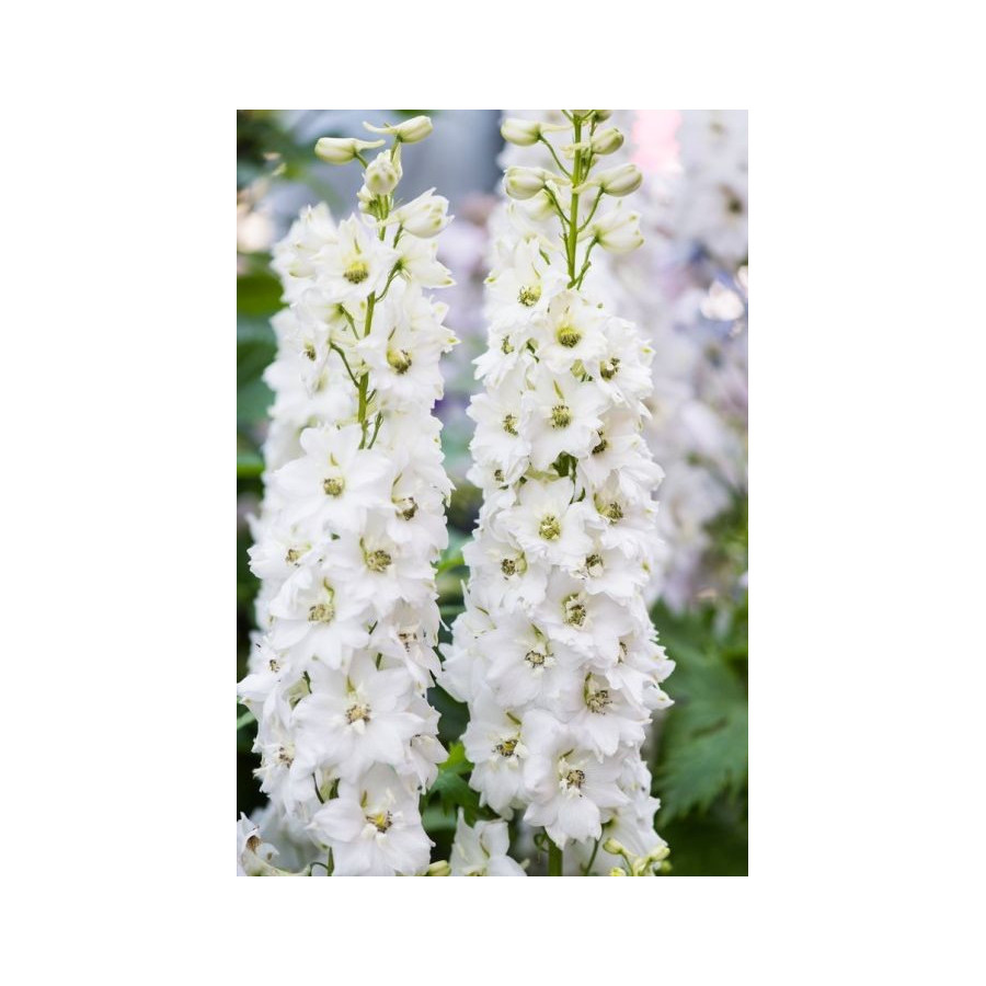 Delfīnijas, delfīniju sēklas, Delphinium elatum Magic Fountains Pure White