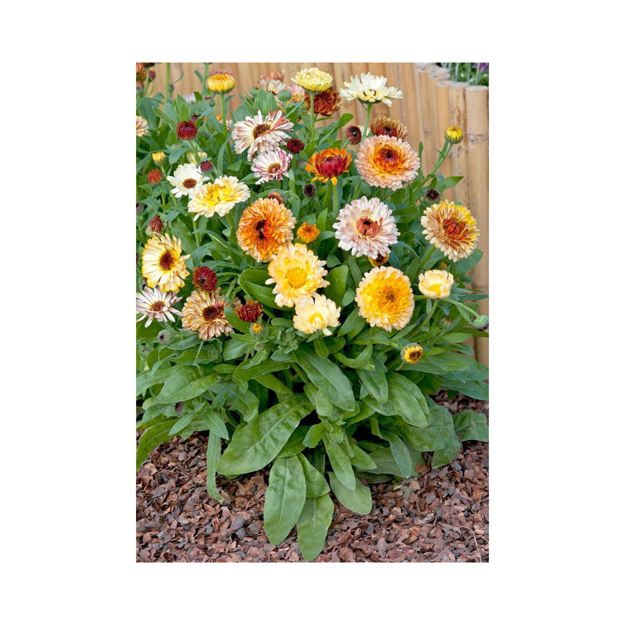 Kliņģerītes, Kliņģerīšu sēklas, Calendula officinalis, Kliņģerītes Playtime Mix