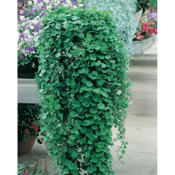 Dihondra "Emerald Falls" (5 sēklas)