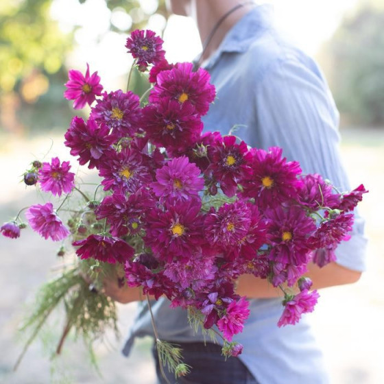 Kosmejas, kosmeju sēklas, cosmos bipinnatus, Cosmos bipinnatus