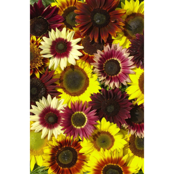 Saulespuķes Summertime, Saulespuķu sēklas, zemās saulespuķes