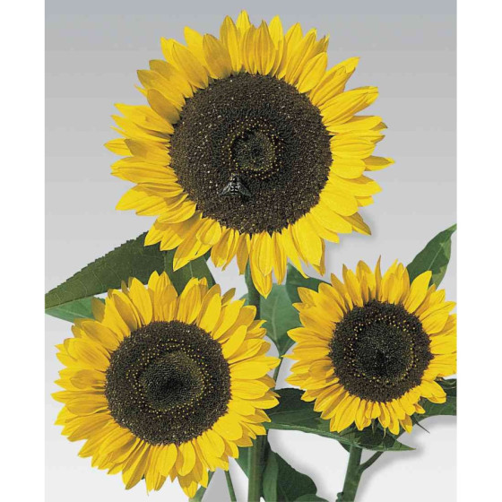 Saulespuķes Schnittgold, Saulespuķu sēklas, zemās saulespuķes