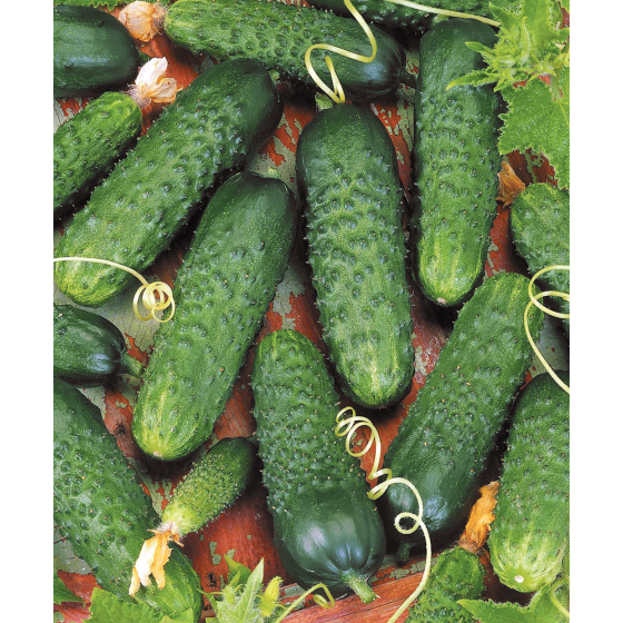 Gurķi Director, Gurķu sēklas Director