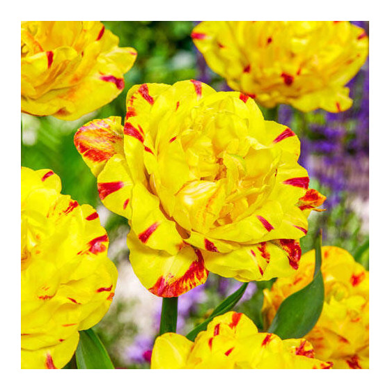 Tulpes YELLOW DANCELINE, Tulpju sīpoli YELLOW DANCELINE