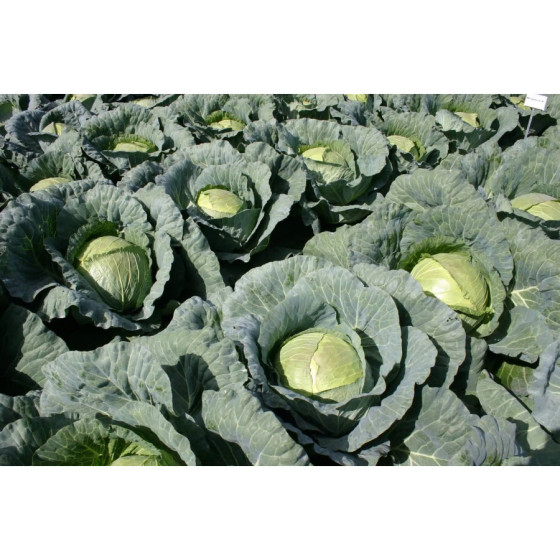 Kāposti Megaton, Kāpostu sēklas Megaotn F1