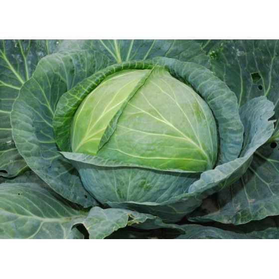 Kāposti Rinda, Kāpostu sēklas Rinda F1, Galviņkāposti Rinda F1