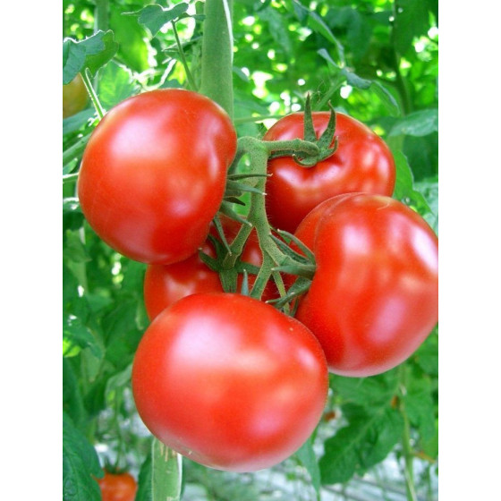 Tomāti Berberana F1, Tomātu sēklas Berberana F1