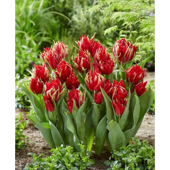 Tulpes RED SPIDER, Tulpju sīpoli Red Spider