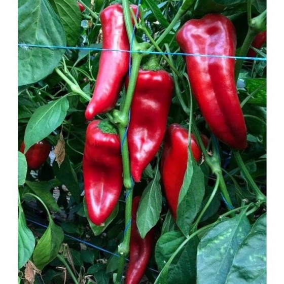 Paprika Kornelya F1 (10 sēklas)