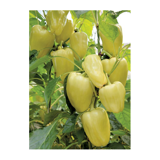 Paprika Blondy F1 (10 sēklas)