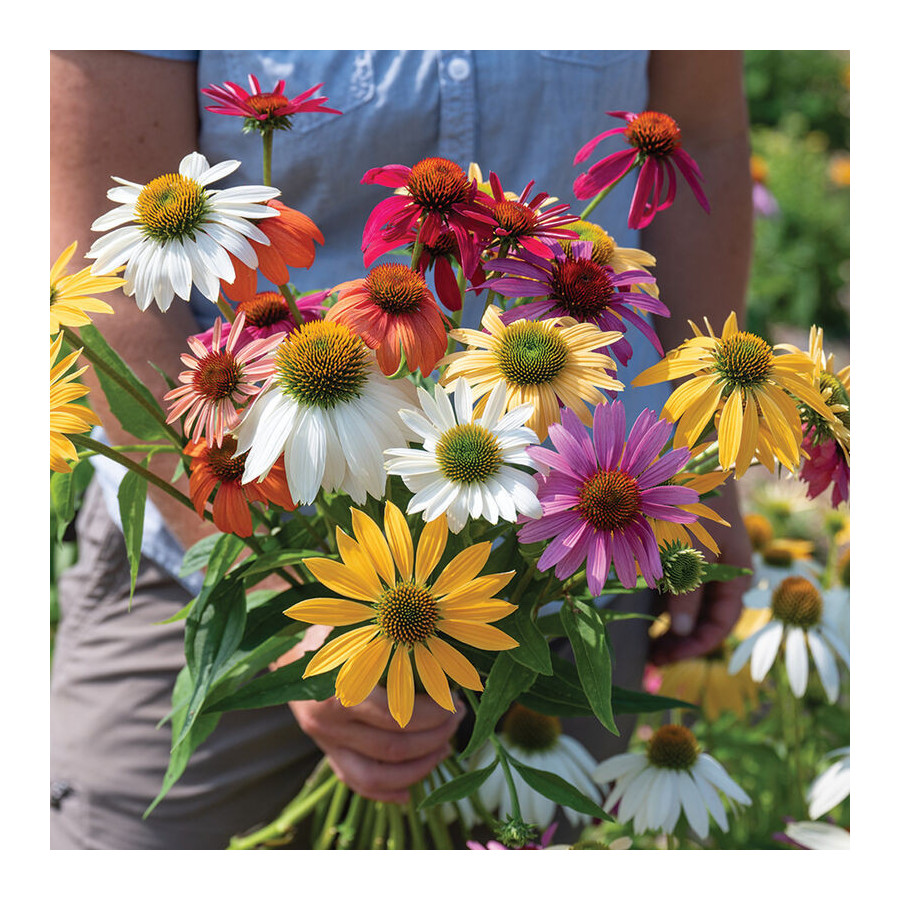 Ehinācijas, Ehināciju sēklas, Echinacea purpurea, Zemās ehinācijas, Zemo ehināciju sēklas