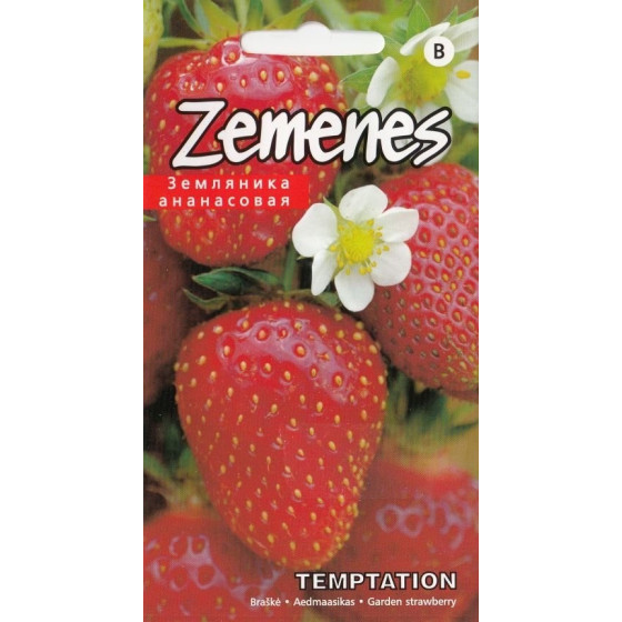 Zemenes TEMPTATION (10 sēklas) (KS)