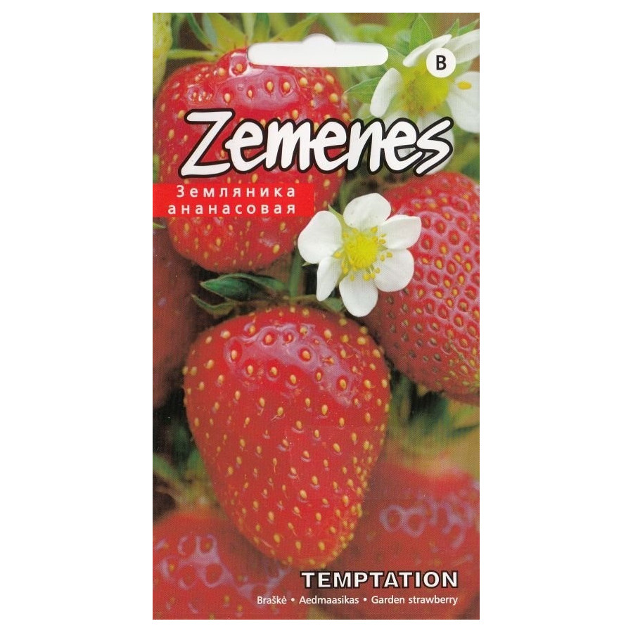 Zemenes TEMPTATION (10 sēklas) (KS)