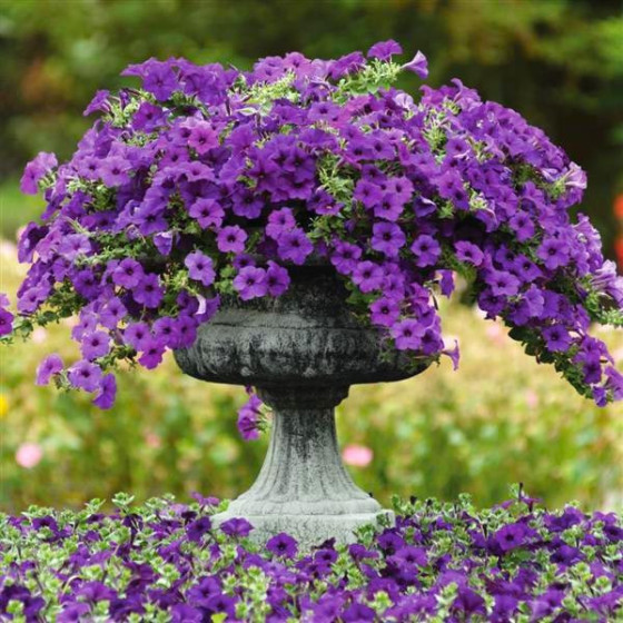 Petūnijas Easy Wave Blue (5 sēklas)