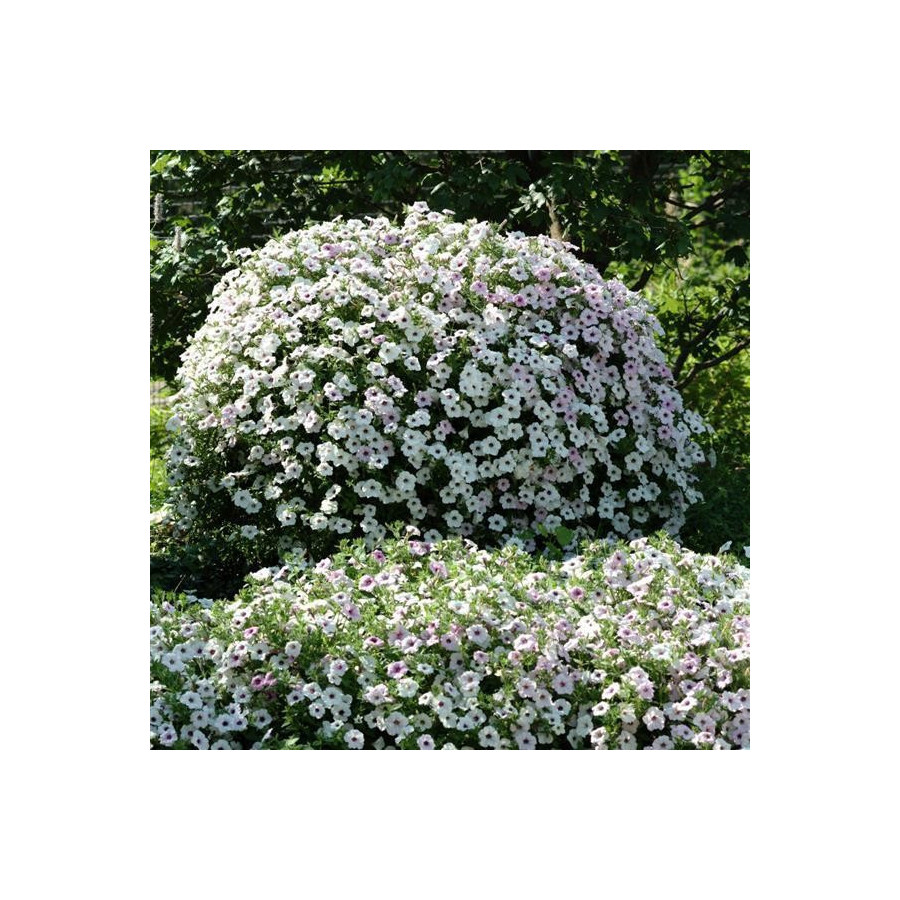 Petūnijas Easy Wave Silver (5 sēklas)
