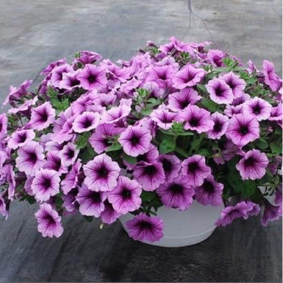 Petūnijas Easy Wave Plum Vein (5 sēklas)