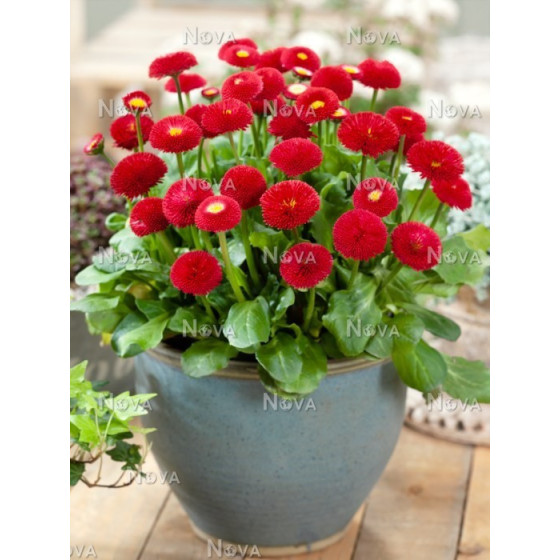 Mārpuķīšu sēklas