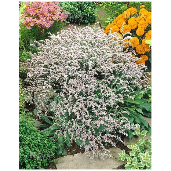 Tatāru limonija, Limonijas sēklas