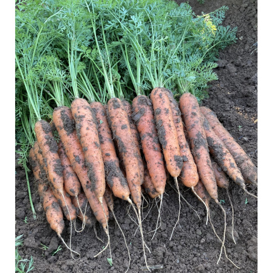 Burkāni Caribou F1, Burkānu sēklas Caribou F1