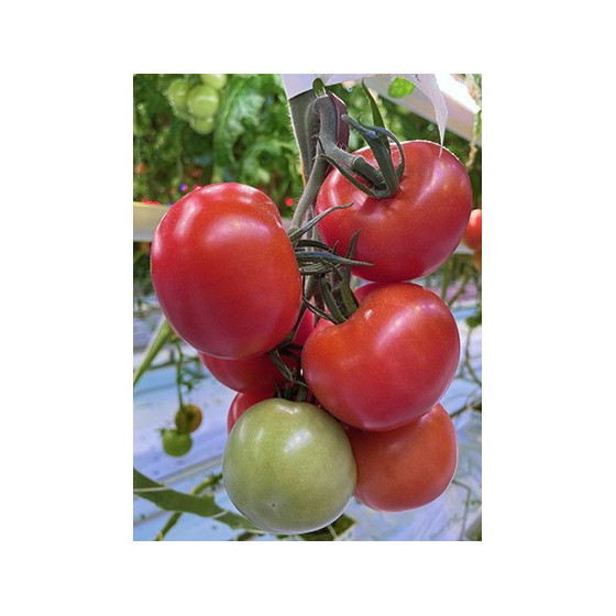 Tomāti Audiance, Tomātu sēklas Audiance F1