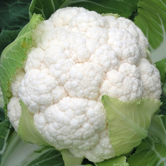 Ziedkāposti SEOUL F1