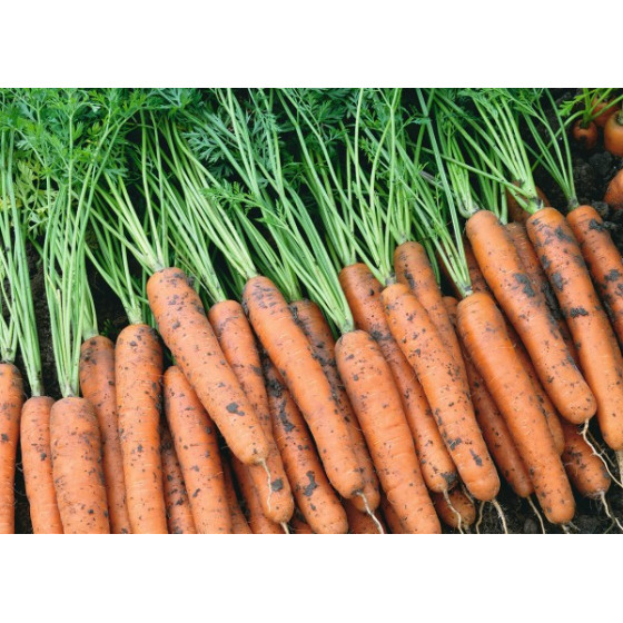 Burkāni Narbonne F1, Burkānu sēklas Narbonne F1