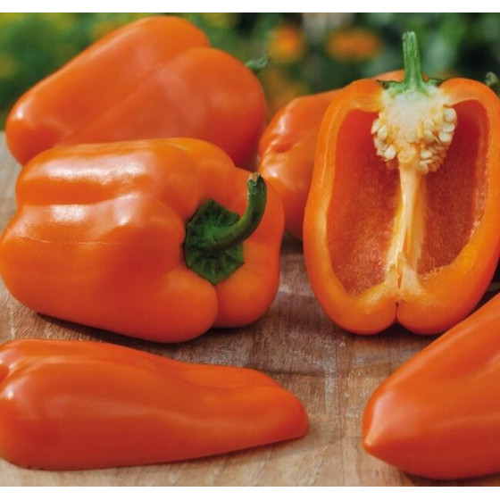 Paprika Almira midi Orange F1 5 sēklas