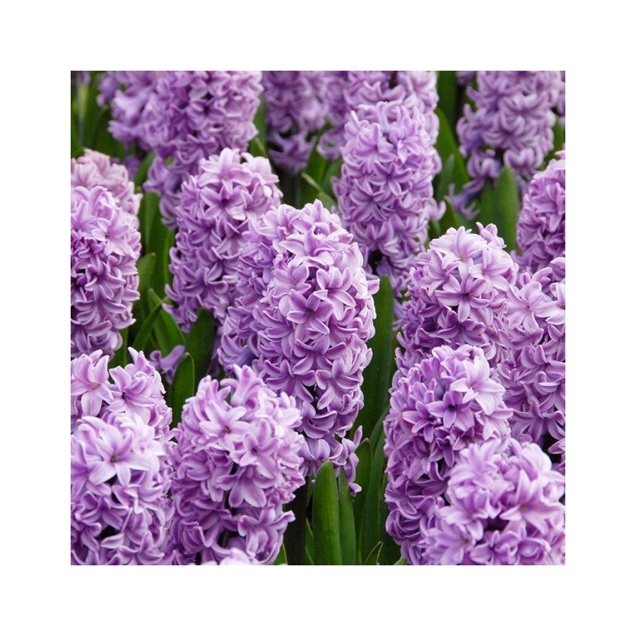 Hiacintes Splendid Cornelia 3gb (izm. 14-15)