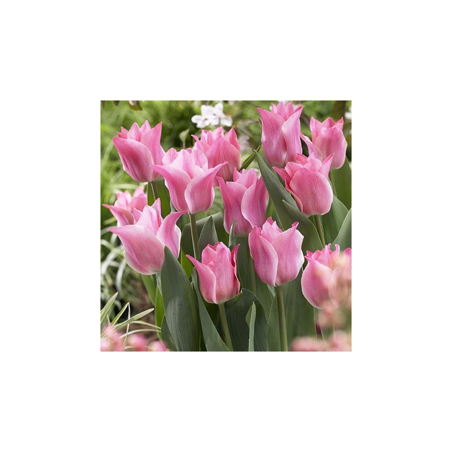 Tulpes Miss Elegance 5gb