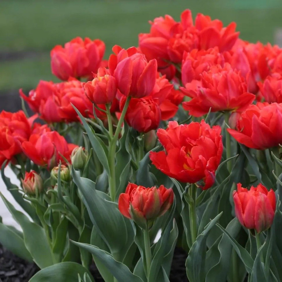 Tulpes Abba (izm. 11-12) 5gb