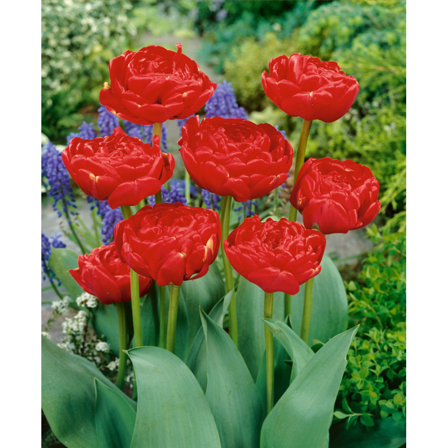 Tulpes MIRANDA, Tulpju sīpoli MIRANDA