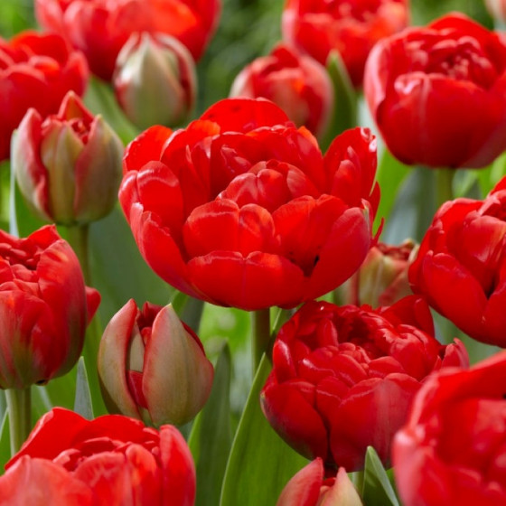 Tulpes MIRANDA, Tulpju sīpoli MIRANDA