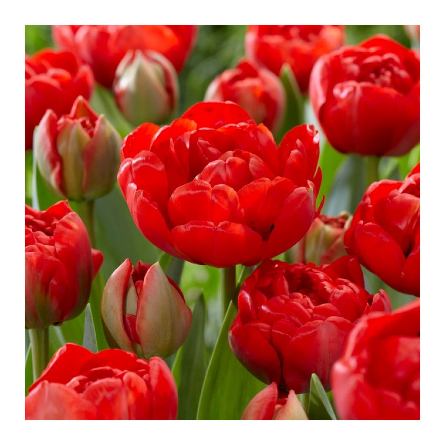 Tulpes MIRANDA, Tulpju sīpoli MIRANDA