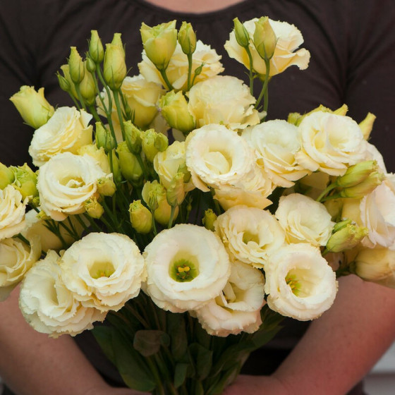 Lizante (Eustoma) Arena 3 Gold F1 10s